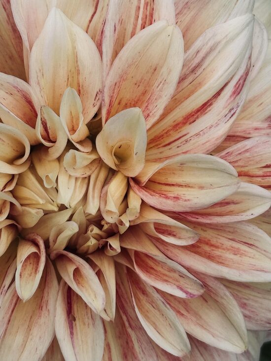 dahlias (March 2026)